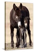 Wild Burro (Donkey) (Equus Asinus (Equus Africanus Asinus) Jenny and Foal-James Hager-Stretched Canvas