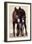 Wild Burro (Donkey) (Equus Asinus (Equus Africanus Asinus) Jenny and Foal-James Hager-Framed Premium Photographic Print