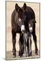 Wild Burro (Donkey) (Equus Asinus (Equus Africanus Asinus) Jenny and Foal-James Hager-Mounted Photographic Print