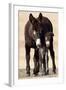 Wild Burro (Donkey) (Equus Asinus (Equus Africanus Asinus) Jenny and Foal-James Hager-Framed Photographic Print