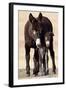 Wild Burro (Donkey) (Equus Asinus (Equus Africanus Asinus) Jenny and Foal-James Hager-Framed Photographic Print