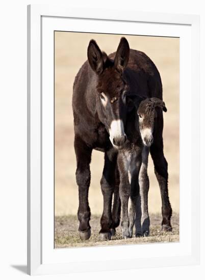 Wild Burro (Donkey) (Equus Asinus (Equus Africanus Asinus) Jenny and Foal-James Hager-Framed Photographic Print