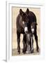 Wild Burro (Donkey) (Equus Asinus (Equus Africanus Asinus) Jenny and Foal-James Hager-Framed Photographic Print