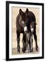 Wild Burro (Donkey) (Equus Asinus (Equus Africanus Asinus) Jenny and Foal-James Hager-Framed Photographic Print