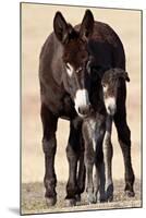 Wild Burro (Donkey) (Equus Asinus (Equus Africanus Asinus) Jenny and Foal-James Hager-Mounted Photographic Print