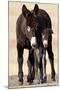 Wild Burro (Donkey) (Equus Asinus (Equus Africanus Asinus) Jenny and Foal-James Hager-Mounted Photographic Print