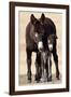 Wild Burro (Donkey) (Equus Asinus (Equus Africanus Asinus) Jenny and Foal-James Hager-Framed Photographic Print