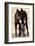 Wild Burro (Donkey) (Equus Asinus (Equus Africanus Asinus) Jenny and Foal-James Hager-Framed Photographic Print