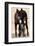 Wild Burro (Donkey) (Equus Asinus (Equus Africanus Asinus) Jenny and Foal-James Hager-Framed Photographic Print