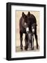 Wild Burro (Donkey) (Equus Asinus (Equus Africanus Asinus) Jenny and Foal-James Hager-Framed Photographic Print