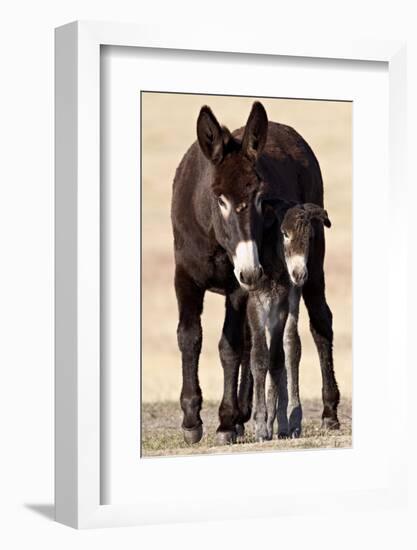 Wild Burro (Donkey) (Equus Asinus (Equus Africanus Asinus) Jenny and Foal-James Hager-Framed Photographic Print