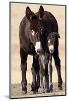 Wild Burro (Donkey) (Equus Asinus (Equus Africanus Asinus) Jenny and Foal-James Hager-Mounted Photographic Print