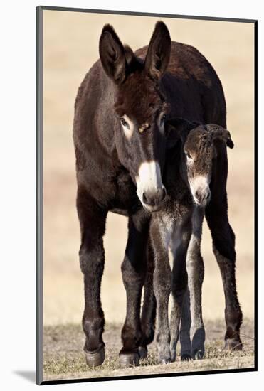 Wild Burro (Donkey) (Equus Asinus (Equus Africanus Asinus) Jenny and Foal-James Hager-Mounted Photographic Print