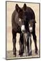 Wild Burro (Donkey) (Equus Asinus (Equus Africanus Asinus) Jenny and Foal-James Hager-Mounted Photographic Print