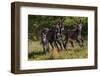 Wild Burros in Custer State Park, South Dakota, Usa-Chuck Haney-Framed Photographic Print