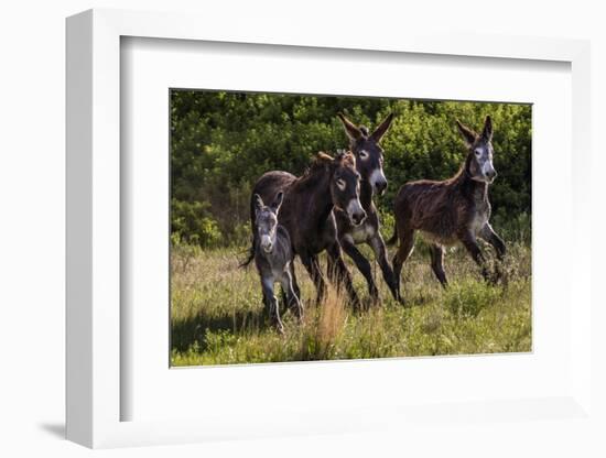 Wild Burros in Custer State Park, South Dakota, Usa-Chuck Haney-Framed Photographic Print