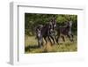 Wild Burros in Custer State Park, South Dakota, Usa-Chuck Haney-Framed Photographic Print