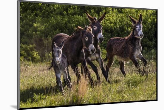 Wild Burros in Custer State Park, South Dakota, Usa-Chuck Haney-Mounted Photographic Print