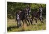 Wild Burros in Custer State Park, South Dakota, Usa-Chuck Haney-Framed Photographic Print