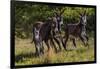 Wild Burros in Custer State Park, South Dakota, Usa-Chuck Haney-Framed Photographic Print