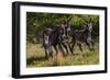 Wild Burros in Custer State Park, South Dakota, Usa-Chuck Haney-Framed Photographic Print