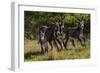 Wild Burros in Custer State Park, South Dakota, Usa-Chuck Haney-Framed Photographic Print