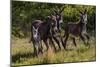 Wild Burros in Custer State Park, South Dakota, Usa-Chuck Haney-Mounted Photographic Print