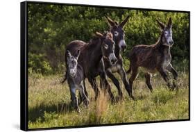 Wild Burros in Custer State Park, South Dakota, Usa-Chuck Haney-Framed Stretched Canvas