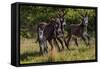 Wild Burros in Custer State Park, South Dakota, Usa-Chuck Haney-Framed Stretched Canvas