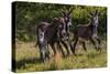 Wild Burros in Custer State Park, South Dakota, Usa-Chuck Haney-Stretched Canvas