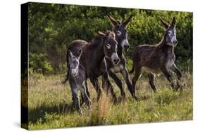 Wild Burros in Custer State Park, South Dakota, Usa-Chuck Haney-Stretched Canvas