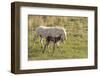 Wild Burros in Custer State Park, South Dakota, Usa-Chuck Haney-Framed Photographic Print