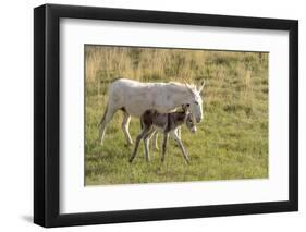 Wild Burros in Custer State Park, South Dakota, Usa-Chuck Haney-Framed Photographic Print