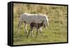 Wild Burros in Custer State Park, South Dakota, Usa-Chuck Haney-Framed Stretched Canvas