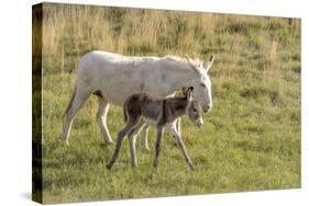 Wild Burros in Custer State Park, South Dakota, Usa-Chuck Haney-Stretched Canvas