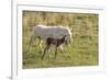 Wild Burros in Custer State Park, South Dakota, Usa-Chuck Haney-Framed Photographic Print