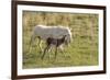 Wild Burros in Custer State Park, South Dakota, Usa-Chuck Haney-Framed Photographic Print