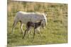 Wild Burros in Custer State Park, South Dakota, Usa-Chuck Haney-Mounted Photographic Print