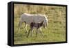 Wild Burros in Custer State Park, South Dakota, Usa-Chuck Haney-Framed Stretched Canvas