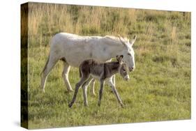 Wild Burros in Custer State Park, South Dakota, Usa-Chuck Haney-Stretched Canvas