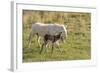 Wild Burros in Custer State Park, South Dakota, Usa-Chuck Haney-Framed Photographic Print