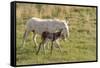 Wild Burros in Custer State Park, South Dakota, Usa-Chuck Haney-Framed Stretched Canvas