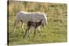 Wild Burros in Custer State Park, South Dakota, Usa-Chuck Haney-Stretched Canvas