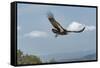 Wild California condor in flight, with wing tag and transmitter, Baja, Mexico-Jeff Foott-Framed Stretched Canvas