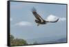 Wild California condor in flight, with wing tag and transmitter, Baja, Mexico-Jeff Foott-Framed Stretched Canvas