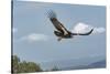 Wild California condor in flight, with wing tag and transmitter, Baja, Mexico-Jeff Foott-Stretched Canvas