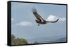 Wild California condor in flight, with wing tag and transmitter, Baja, Mexico-Jeff Foott-Framed Stretched Canvas