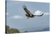 Wild California condor in flight, with wing tag and transmitter, Baja, Mexico-Jeff Foott-Stretched Canvas