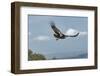 Wild California condor in flight, with wing tag and transmitter, Baja, Mexico-Jeff Foott-Framed Photographic Print