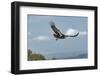 Wild California condor in flight, with wing tag and transmitter, Baja, Mexico-Jeff Foott-Framed Photographic Print